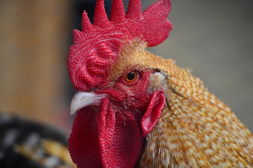 Kraan, Gockel, Gevogelte, Hanekam