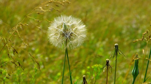 Wiese, Löwenzahn, Blumen, Gras, Pflanzen