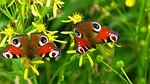 inachis io, butterfly, butterfly peacock
