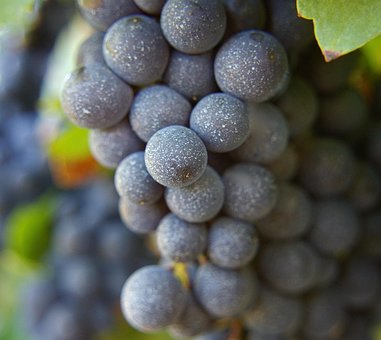Free Grapes Wine photo and picture