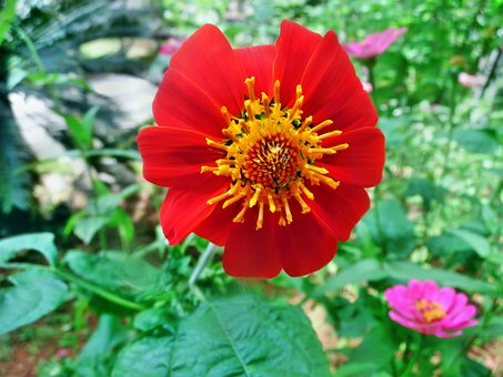 Mexikanische Sonnenblume, Sonnenblume