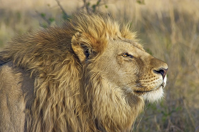 Lion, feline, big cat and animal — photo by designerpoint