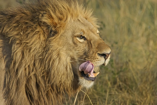 Download free HD stock image of Lion Nature Free Lion Nature photo and picture