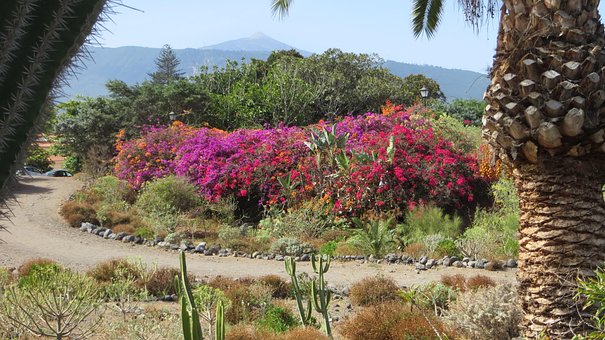 Free Spain Tenerife photo and picture