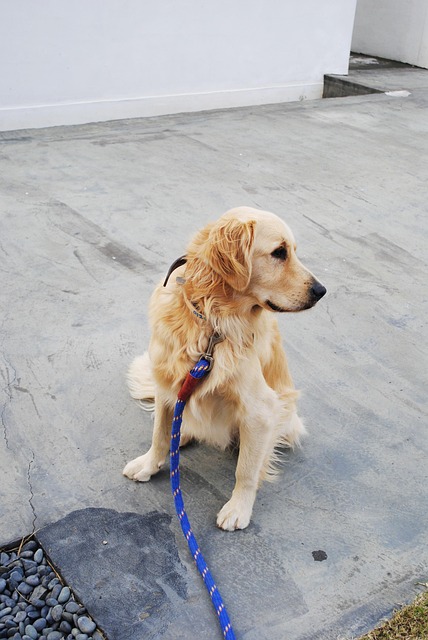 Hund, Retriever, Snood