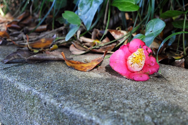 Kamelie, Blätter, Gefallene Blume