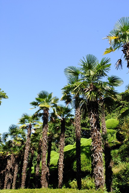 Palme, Affäre, Himmel, Tropen, Blau