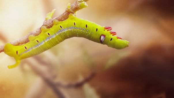 Free Caterpillar Close Up photo and picture