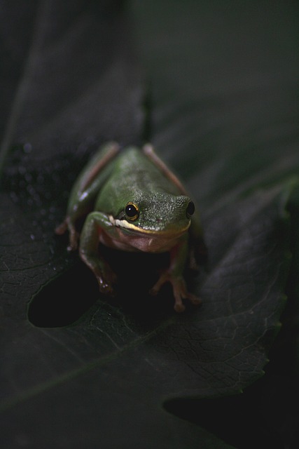 Free Frog Animal photo and picture