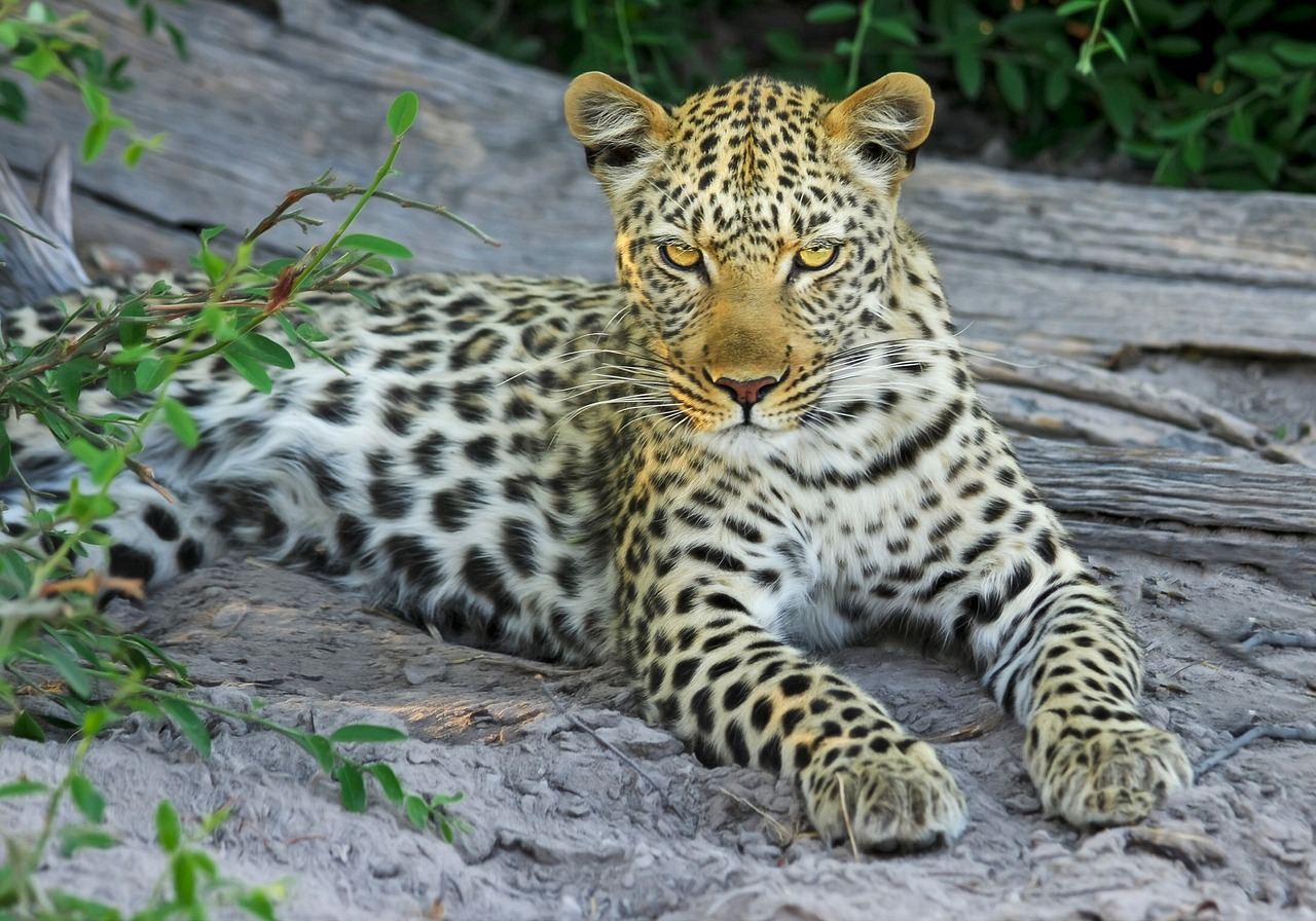 Plus De 10 000 Images De Motif L opard Et De L opard Pixabay
