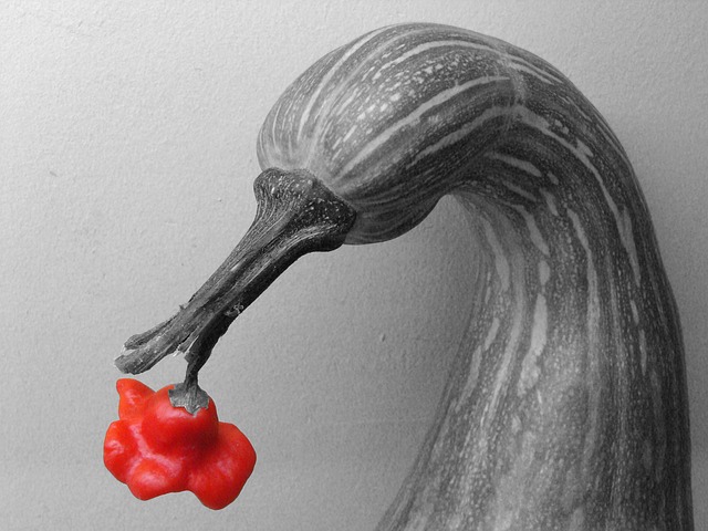 Free Pumpkin Swan photo and picture
