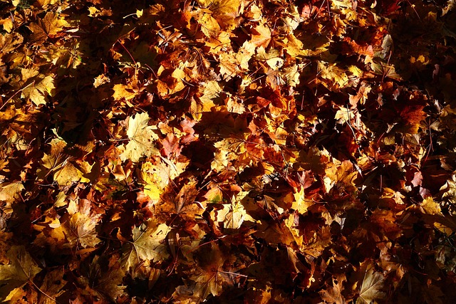 Free Autumn Leaves photo and picture