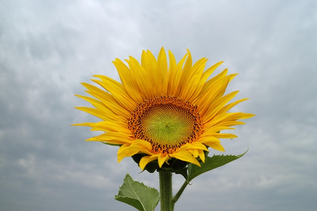 Free Sunflower Yellow photo and picture