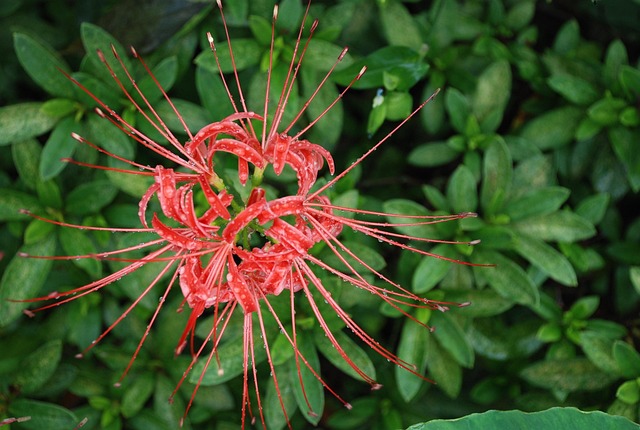 Free Similization Flower photo and picture