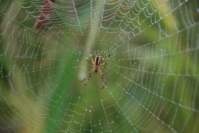 Free Spider Spider Web photo and picture