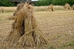 cereals, sheaves, field