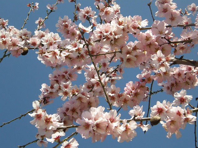 Free Almond Blossom Blossoms photo and picture