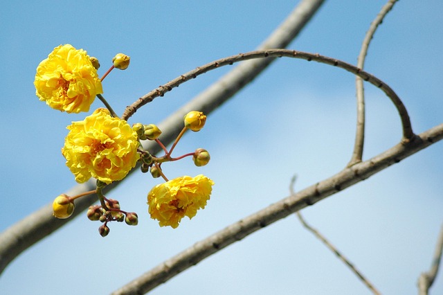 Blomst, Blomst Tapet, Træ, Natur