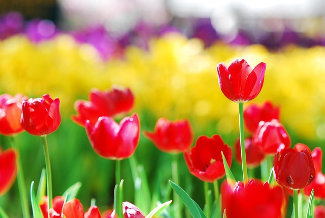 Tulipaner, Blomst Baggrund, Rød