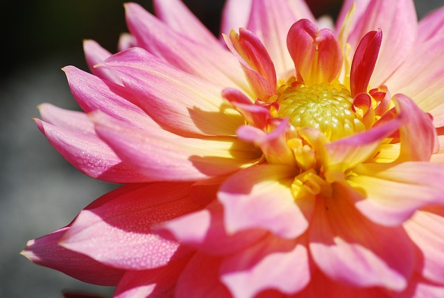 Lotus, Thailand, Makro, Natur, Blomst