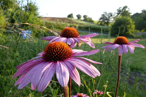 Sonnenhut, Blumen, Medizin