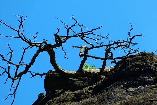 Baum, Trockner, Felsen, Himmel