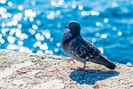 pigeon, dove, animal