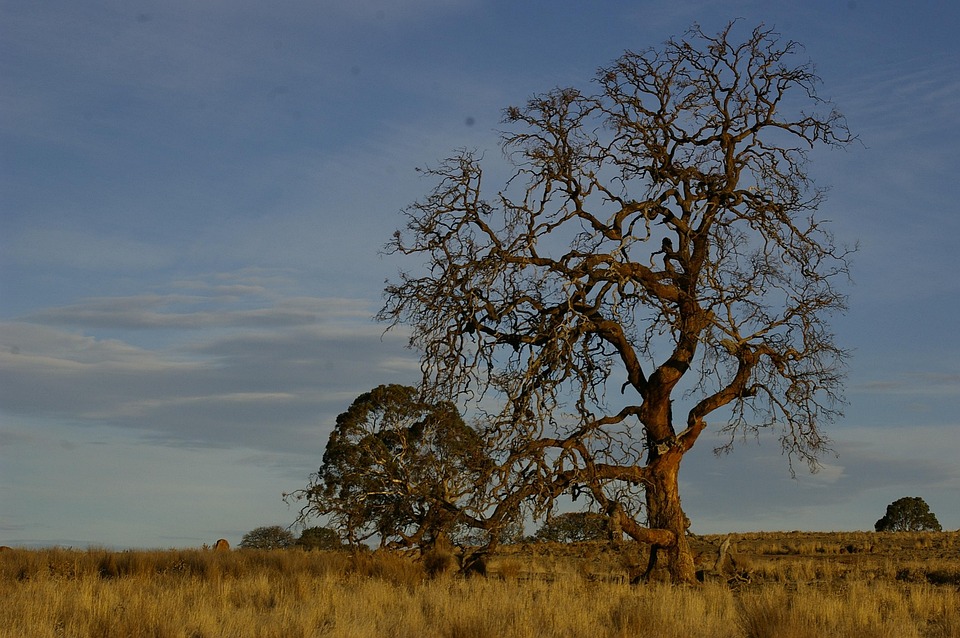 Large Tree Outback Tree Outback Landscape - Free photo on Pixabay