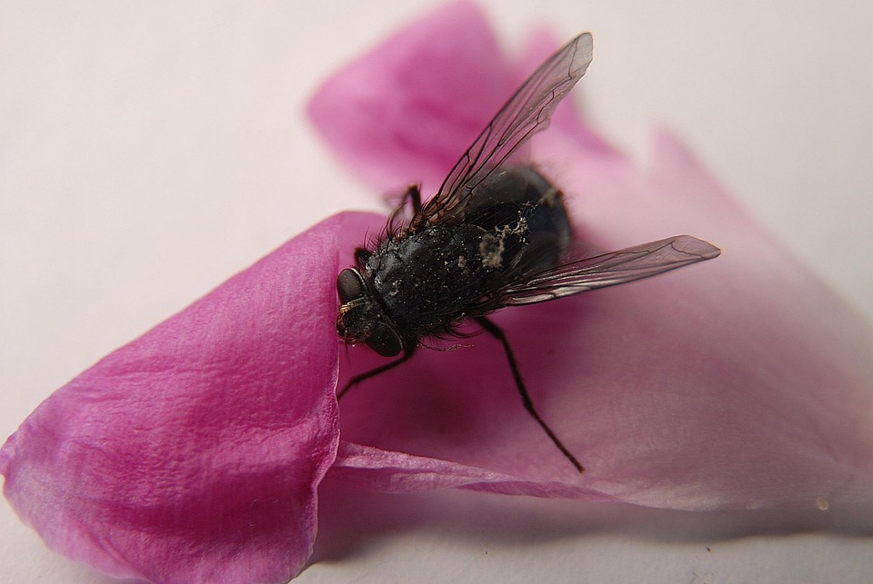 Insect Fly Blade - Free photo on Pixabay - Pixabay