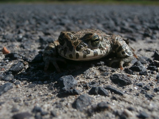 Free Frog Nearby photo and picture