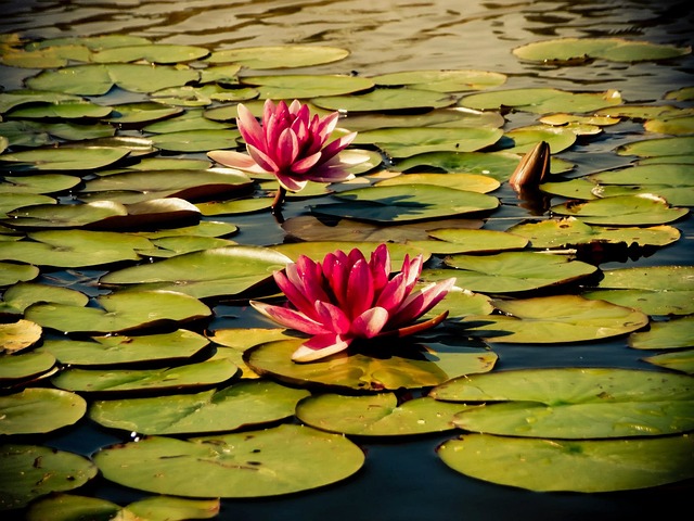 Free Water Waterlily photo and picture