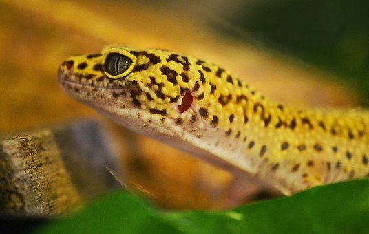 Gecko, Leopard Gecko, Lizard, Reptile