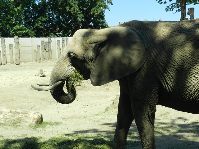 Elefant, Zoo, Dyr, Afrika, Grå, Tæt Op