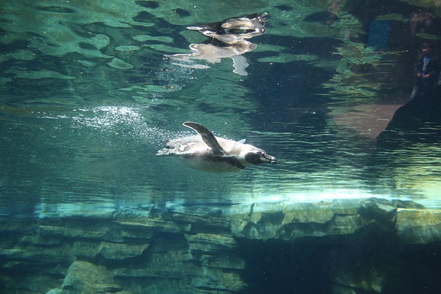 Pingvin, Wassser, Zoo, Dyr, Natur, Dykke