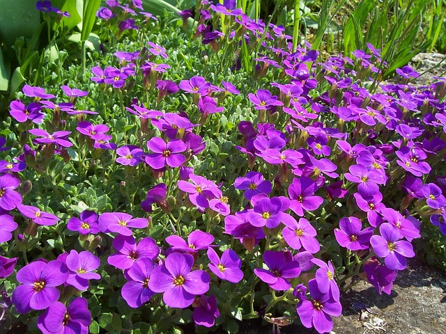 Free Flower Nature photo and picture