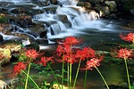 flowers, nature, flowers for