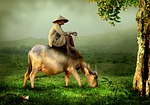 grandpa, old, shepherd