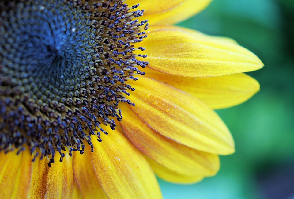 Sunflower Yellow Flower - Free photo on Pixabay