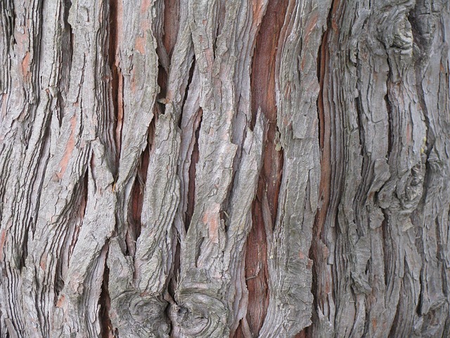 Free Cedar Tree photo and picture