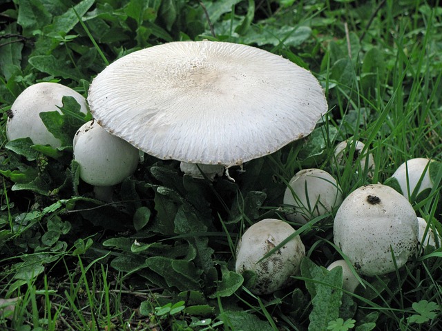 Free Mushroom Fungi photo and picture
