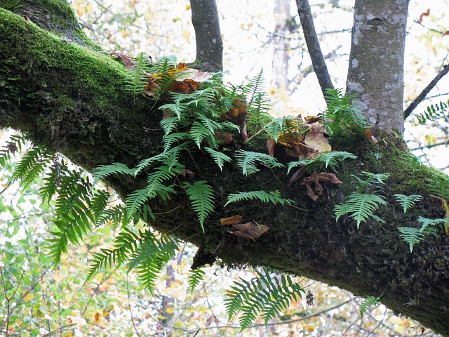 Free Fern Tree photo and picture