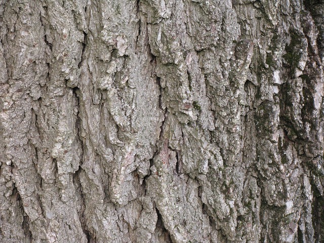 Free Walnut Tree photo and picture