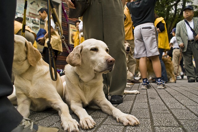 Free Dog Golden Retriever photo and picture