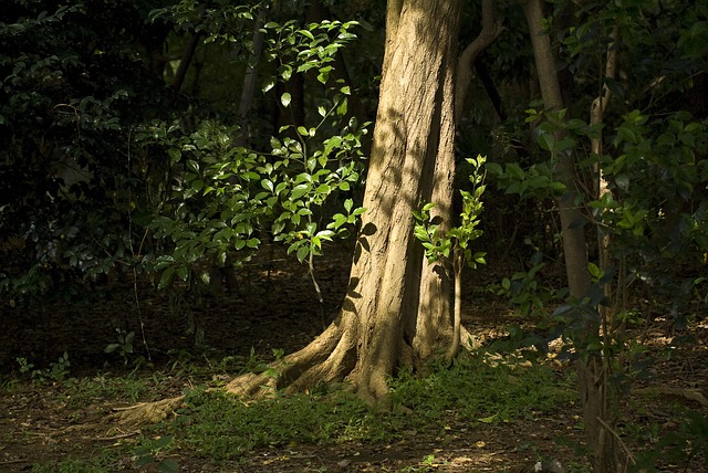Free Tree Forest photo and picture