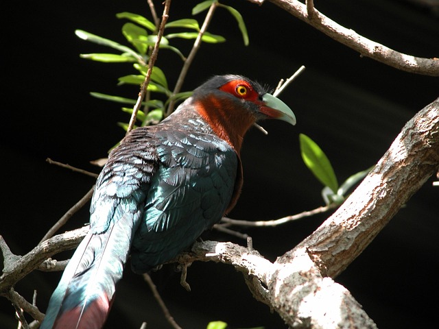 Free Jungle Bird photo and picture