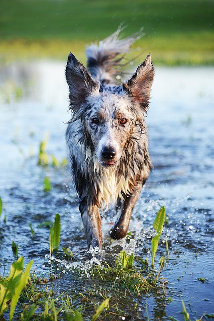 Free Dog To Play photo and picture