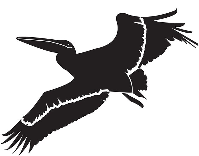 Free Pelican Bird illustration and picture