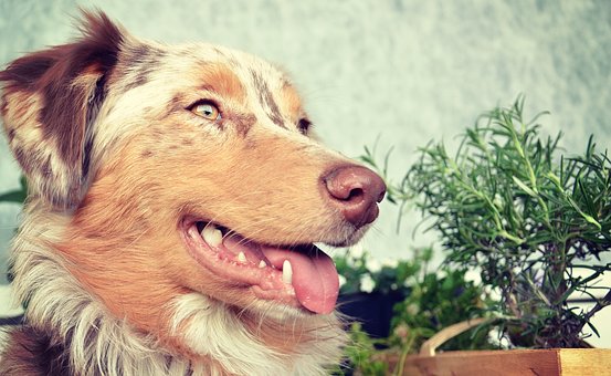Free Australian Shepherd Dog photo and picture
