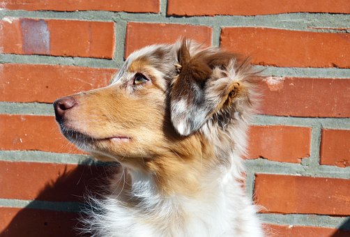 Free Australian Shepherd Dog photo and picture