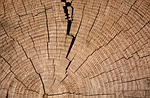 annual rings, tree, wood